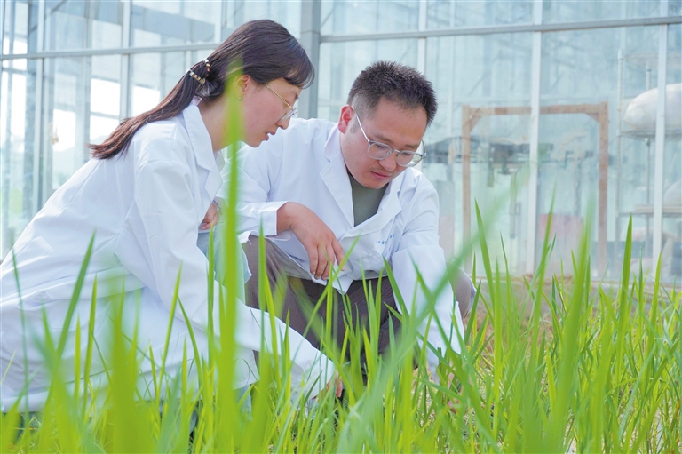 茶稻誕生！三亞科研新突破引領農業生物技術開發